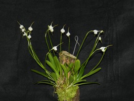 Masdevallia infracta Huntington's Angel AM/AOS 81 pts. plant